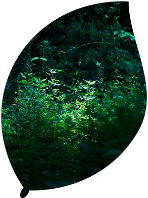 花あそび春音 大阪吹田市にある花 植物の店